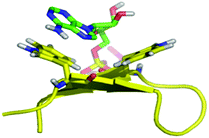 Molecular dynamics simulation of WKWK (yellow) with the Trp shown in stick form bound to ATP (green).16 The peptide structure is based on an NMR structure.