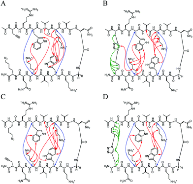 Unambiguous NOEs seen for (A) Term-U, (B) Term-C, (C) Term-rev-U, (D) Term-rev-C shown are cross-strand interactions (blue) confirming registry, triazole interactions (green), and residue interactions (red). NOESY spectra were acquired with peptide concentration around 1 mM in 50 mM KD2PO4, pH 7 buffer at 20 °C.