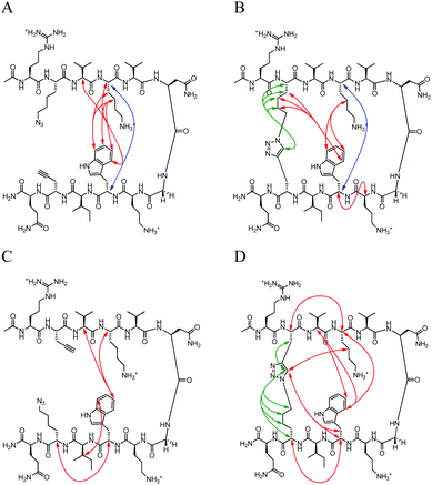 Unambiguous NOEs seen for (A) NHB-U, (B) NHB-C, (C) NHB-rev-U, (D) NHB-rev-C shown are cross-strand interactions (blue) confirming registry, triazole interactions (green), and residue interactions (red). NOESY spectra were acquired with peptide concentration around 1 mM in 50 mM KD2PO4, pH 7 buffer at 20 °C with the exception of NHB-rev-U which was acquired in a 50 mM d-acetate buffer, pH 4.