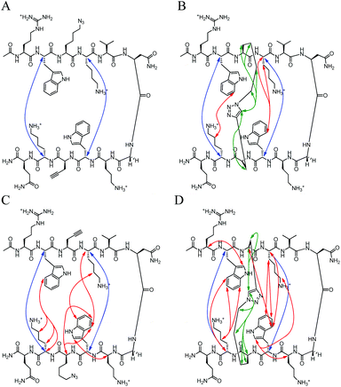 Unambiguous NOEs seen for (A) HB-U, (B) HB-C, (C) HB-rev-U, (D) HB-rev-C shown are cross-strand interactions (blue) confirming registry, triazole interactions (green), and residue interactions (red). NOESY spectra were acquired with peptide concentration around 1 mM in 50 mM KD2PO4, pH 7 buffer at 20 °C.
