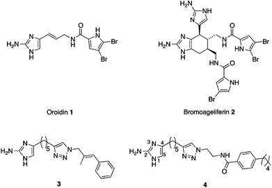 Biofilm inhibitors: natural products oroidin 1 and bromoageliferin 2 and synthetic 2-AIT derivatives 3 and 4.