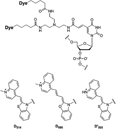 A nucleic acid probe labeled with desmethyl thiazole orange: a new