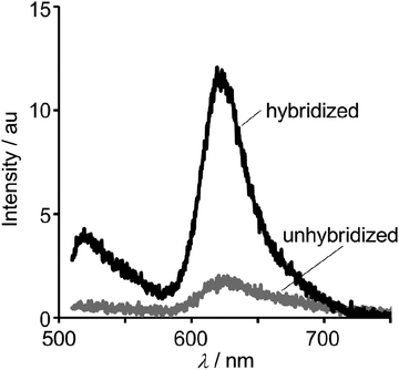 A nucleic acid probe labeled with desmethyl thiazole orange: a new