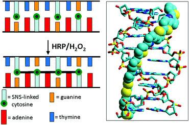 Illustration of DNA-templated crosslinking polymerization of SNS monomers covalently linked to cytosines on each of the two strands of a DNA duplex. The image on the right is the simulated 3D structure of (SNS)4 formed from the reaction of 5′-AGTXAGTXC-3′/3′-TXAGTXAGG-5′ in which X represents the SNS-linked cytosines.