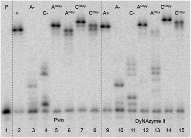 Denaturing PAGE analysis of PEX experiment synthesized on temprnd16 with Pwo (lanes 2–8) and DyNAzyme II (lanes 9–15) polymerases. 5′-32P-end labelled primer-template was incubated with different combinations of natural and functionalized dNTPs: P: primer; A+: unmodified DNA (dATP, dTTP, dCTP, dGTP); A−: unmodified DNA (dTTP, dCTP, dGTP); C−: unmodified DNA (dATP, dTTP, dGTP); AObpy: dAObpyTP (8a), dTTP, dCTP, dGTP; AOtpy: dAOtpyTP (8b), dTTP, dCTP, dGTP; CObpy: dATP, dTTP, dCObpyTP (9a), dGTP; COtpy: dATP, dTTP, dCOtpyTP (9b), dGTP.