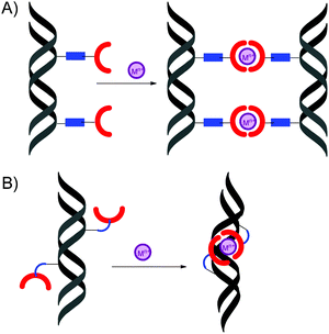 Schematic representation of: (A) inter-strand, (B) intra-strand DNA complexes.