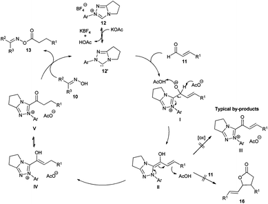 Proposed mechanism of the NHC catalyzed redox esterification of oximes 10 with enals 11.