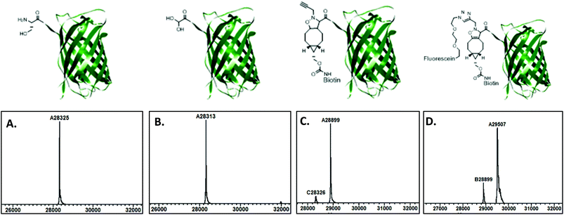 Deconvoluted mass spectra of S-eGFP. A. Native protein; B. after NaIO4 oxidation (hydrate form); C. after dual SPANC labeling with BCN-biotin and N-propargylhydroxylamine; D. after CuAAC reaction with azido-fluorescein 12.