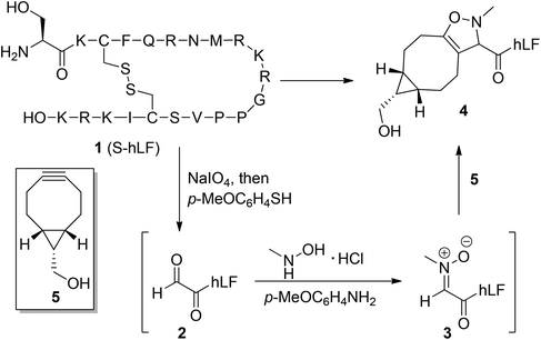Procedure for the one-pot N-terminal dual SPANC labeling of the peptide S-hLF.