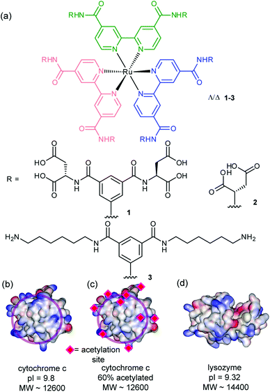 Structures of receptors and proteins (together with relevant properties) described in this work (a) highly functionalized ruthenium tris-bipyridine receptors 1–3 (b) cytochrome c (PDB ID 1HRC),31 (c) 60% acetylated cytochrome c (d) lysozyme (PDB ID 2LYM).32