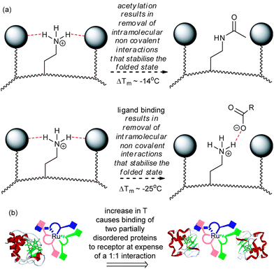 Schematic depicting the basis of reduced Tm in cyt c (a) post covalent modification and binding to surface receptors results in structural loosening in order to maximise non-covalent contacts (b) a change in stoichiometry results on increasing the temperature and is promoted by binding of more disordered proteins.