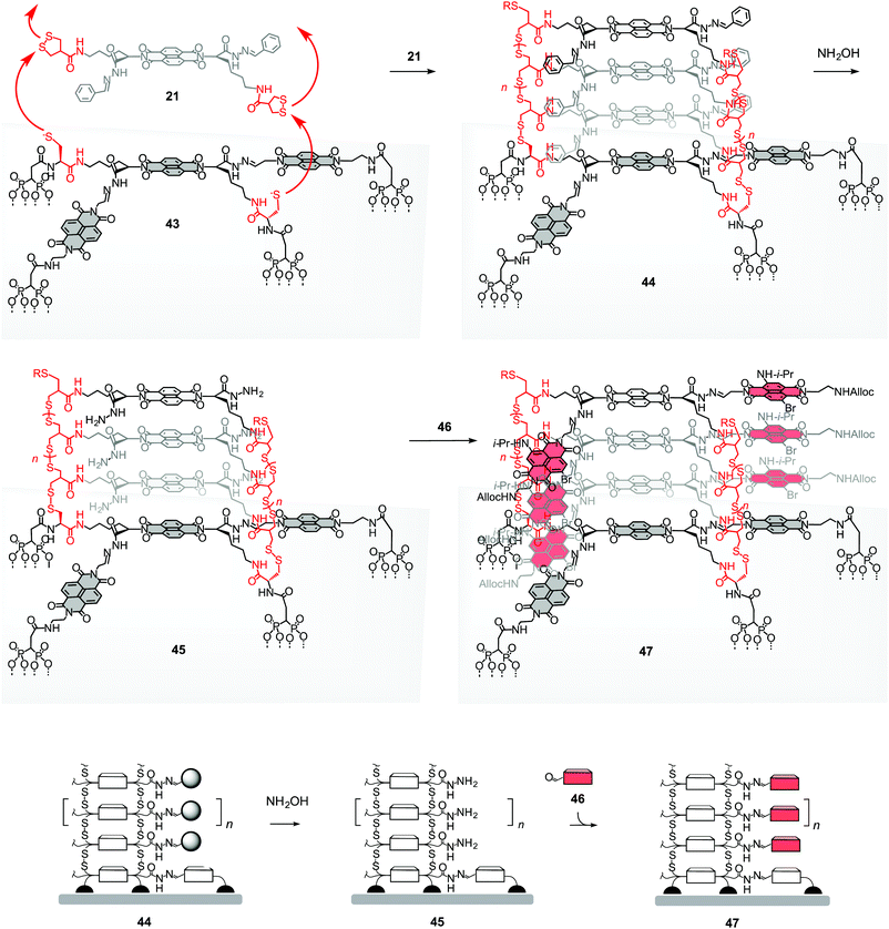Concept and representative full structures for templated stack exchange. SOSIP with propagator 21 on initiator 22 in 43 is followed by removal of the benzaldehyde templates in 44 with hydroxylamine and filling of the holes drilled into photosystem 45 with aldehydes 46 to give the double-channel photosystem 47. R = H or oxidized form of thiol.