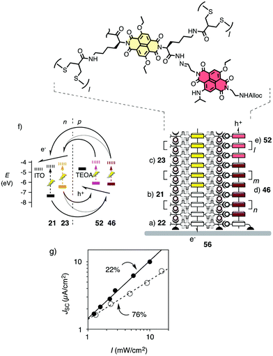 Structure (a–e) and HOMO/LUMO levels (f) of photosystem 56 with oriented antiparallel gradients in co-axial hole- and electron-transporting channels (half arrows). (g) Dependence of the short-circuit current density JSC on the irradiation intensity I for photosystem 56 with constructive gradients (●) compared to a control with destructive gradients (○). Bimolecular charge recombination efficiencies ηBR are indicated. Adapted from ref. 22 with permission. © 2011 American Chemical Society.