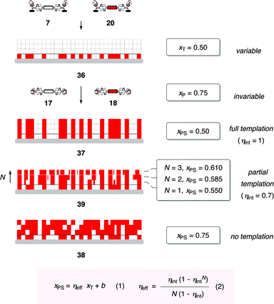 The non-empirical eqns (1) and (2) provide a quantitative theoretical framework for the synthesis of complex architectures by information transfer. The transcription of the variable 2D information in monolayer 36 occurs by templated self-sorting during co-SOSIP with propagators 17 and 18 at the invariable concentration ratio xP. The mole fraction xT is the 2D input in monolayer 36, that is the mole fraction of initiators on the ITO surface. xPS is the 3D output in photosystems 37–39, that is the arrangement and constitution of the SOSIP architecture. ηeff is the effective templation efficiency and b an error. The intrinsic templation efficiency ηint, reporting the fidelity of templation per layer N, is the key parameter to describe all possible systems, together with intrinsic errors α and β (not shown).