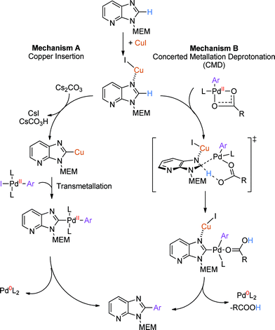 Postulated mechanisms of C–H arylation.