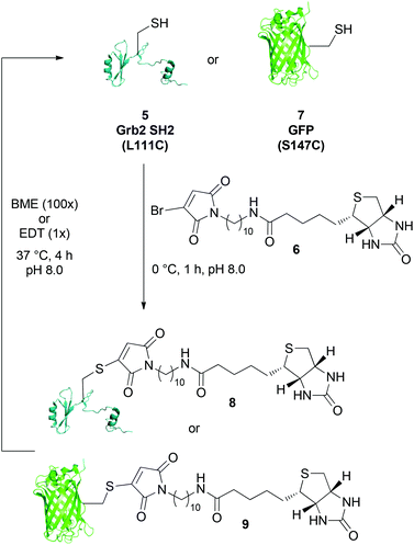 Reaction of dodecane-biotin bromomaleimide 6 with Grb2 SH2 (L111C) 5 and GFP (S147C) 7, and release of the free proteins using BME (100×) or EDT (1×).