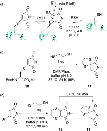 (a) Reaction of Grb2 SH2 (L111C) maleimide bioconjugate with an excess of thiol; (b) Reaction of cysteine–maleimide conjugate with EDT; (c) Reaction of N-methylbromomaleimide with EDT, and rearrangement of 12 to 11.