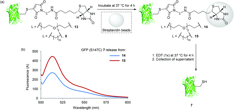 (a) Binding of 13 and 9 to Streptavidin beads, and release of GFP (S147C) 7 with EDT (1×); (b) Fluorescence spectra of GFP (S147C) 7 released from bead washes after incubation of 14 and 15 with EDT (1×) at 37 °C for 4 h.