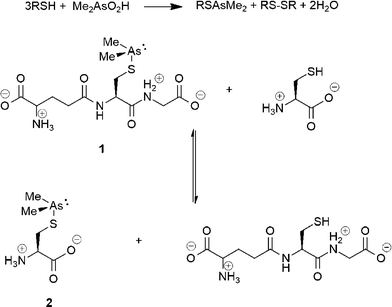 glutathione adduct Facile dimethylarsenic exchange and pyramidal inversion in its cysteine and glutathione  adducts