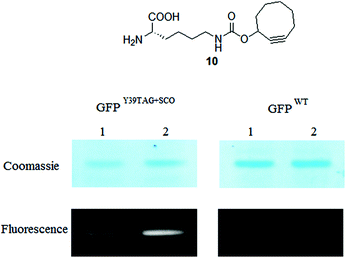 Fluorescent and corresponding Coomassie stained images of GFPY39TAG+SCO and GFPwt labeling reactions with compounds 1b, 1c (lanes 1 and 2, respectively) inside live E. coli.