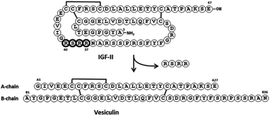 Vesiculin generated from IFG-II by excision of residues 37–40 (bold).