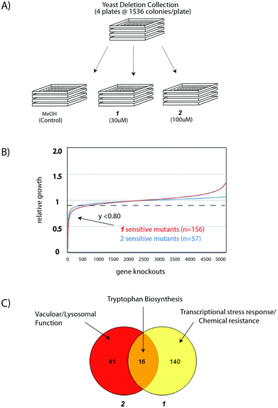 Chemical-genetic interaction profiles of two alkylated guanidinium compounds (A) Experimental scheme for the identification of genes required for tolerance of sub-lethal concentrations of 1 and 2. (B) Results of the chemical genetic screens: setting a threshold of 80% fitness relative to methanol control, 156 and 57 genes were defined as being hyper-sensitive to alkylated guanidinium compounds 1 and 2 respectively. (C) Summary of Gene Ontology (GO) analysis of hypersensitive strains using the FunSpecWebtool. P-values for described ontology categories are provided in ESI Table S1 and the text.