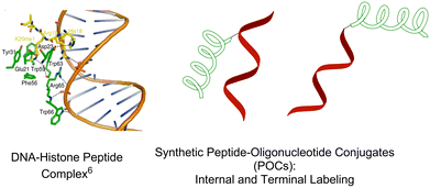 Crystal structure of the histone peptide–nuclear DNA complex; schematic illustration of peptide–oligonucleotide conjugates (internal and terminal attachment).