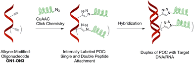 General concept of CuAAC preparation of peptide–oligonucleotide conjugates (POCs) applied in this work.