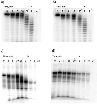 Gel electrophoresis of 5′-32P-labeled oligonucleotides after incubation in human serum; (a and b) unmodified reference DNA in 90% and 10% serum, respectively, (c) ON2 (in 90%, serum), and (d) POC2 (in 90% serum).