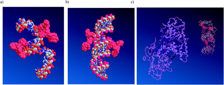 Representative energy-minimized structures: (a) ssPOC5, (b) POC5 : DNA, and (c) ssPOC5 and human exonuclease 1 (no interaction due to shielding by the peptide residues). Nucleic acids are shown as white, red, pink and blue balls corresponding to carbon, oxygen, phosphorus and nitrogen atoms, respectively; hydrogen atoms are not shown; peptide residues are indicated in crimson; human exonuclease 1 is shown in purple (c).