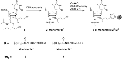 Chemical structures of modified monomers M1–M3, phosphoramidite 1 and peptido-azides 3–4 used in this study. Sequences of natural enkephalins: YGGFM (Met-enkephalin); YGGFL (Leu-enkephalin).