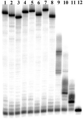 Gel image (PAGE 15%) of primer extension reactions with primer P1 and template T1 using Vent (exo−) DNA polymerase. Lane 1: dAHsTP 1; lane 2: dUPOHTP 2; lane 3: dCValTP 3; lane 4: dAHsTP 1 and dCValTP 3; lane 5: dAHsTP 1 and dUPOHTP 2; lane 6: dUPOHTP 2 and dCValTP 3; lane 7: dAHsTP 1, dUPOHTP 2, and dCValTP 3; lane 8: natural dNTPs; lane 9: natural dNTPs without dATP; lane 10: natural dNTPs without dTTP; lane 11: natural dNTPs without dCTP; lane 12: primer P1.