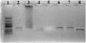 Agarose gel (2%) stained with ethidium bromide, showing the PCR products with the 98-mer template T1, a dNTP mixture composed of dAHsTP 1, dUPOHTP 2, dCValTP 3, and natural dGTP and different enzymes and conditions. Lane 1: ladder; lane 2: Vent (exo−); lane 3: 9°Nm polymerase; lane 4: Pwo polymerase; lane 5: Klenow fragment of E. coli DNA polymerase I; lane 6: Vent (exo−) with 500 μM dN*TPs; lane 7: Vent (exo−) with 500 μM dN*TPs and 7 mM Mg2+; lane 8: natural dNTPs and Vent (exo−).