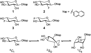 Compounds 1–4 and the conformational equilibrium.