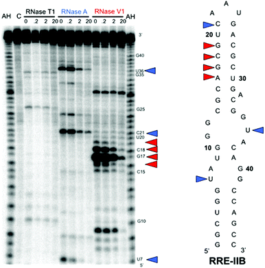 RNase protection assay of RRE IIB. The gel depicts the autoradiogram of alkaline hydrolysis (AH) and RNase protection experiments using RNases T1, A, and V1 with increasing concentration of BPBA1. Colored triangles highlight bases protected from cleavage by RNase A (blue) and RNase V1 (red).