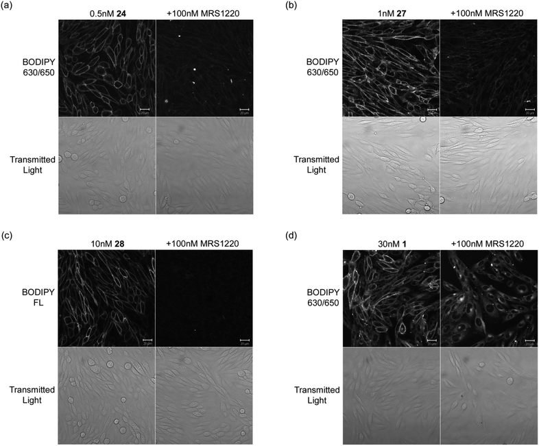 Live cell confocal imaging of the human A3AR expressed in CHO cells using (a) 24 (b) 27 (c) 28 and compared to (d) the non-peptide linked 1. CHO-A3 SPAP cells were incubated with fluorescent ligand for 30 min at 22 °C in the absence (left columns) or presence (right columns) of MRS1220. Single equatorial confocal images (BODIPY 630/650 or BODIPY FL) and their corresponding transmitted light images (Transmitted Light, lower rows) were obtained in the continued presence of the fluorescent ligand and/or unlabelled antagonist. For each compound, images in the presence and absence of MRS1220 were obtained using identical settings for laser power, detector offset and gain. Images shown are from a single experiment representative of 3–5 performed. Scale bars = 20 μm.