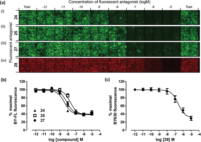 Measurement of the affinity of 24, 25, 27 and 28 at the A3AR using a fluorescence based competition binding assay. (a) Representative montages of images of CHO-A3 SPAP cells with increasing concentrations of 24 (i), 25 (ii) or 27 (iii) using tracer 28 and BODIPY-FL fluorescence measured; or with increasing concentrations of 28 (iv) using tracer 2 and BODIPY 630/650 fluorescence measured. Competition curves generated from the total BODIPY FL (b) or BODIPY 630/650 (c) image intensity. Data are normalised to maximal 28 (b) or 2 (c) fluorescence in the absence of any competing ligand. Each data point represents the mean ± SEM from four (24), five (25, 27 and 28) or six (d) experiments performed in duplicate.