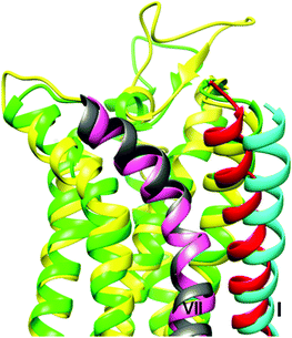 Comparison of the homology models of the A1AR (yellow) and A3AR (green), highlighting the different positions of the extracellular ends of helix I (red for A1AR, cyan for A3AR). For the latter protein this results in the formation of a cleft and groove at the interface with helix VII (grey for A1AR, pink for A3AR) that is absent in the A1AR model.