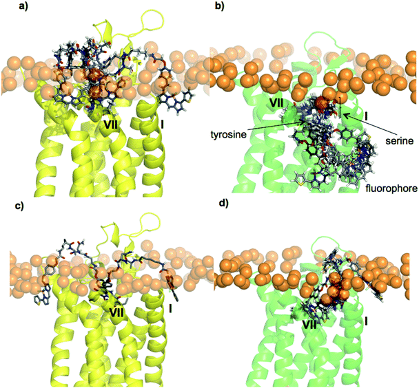 Docking of fluorescent conjugates using Glide into the AR homology models. (a) Five poses generated for 27 in A1AR, (b) six poses generated for 27 in A3AR, (c) two poses generated for 26 in A1AR, (d) three poses generated for 26 in A3AR. The phosphorus atoms of the POPC upper leaflet headgroups are shown in orange, to mark the water–lipid interface.