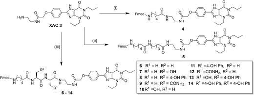 Synthesis of Fmoc-Ahx-XAC scaffold containing varying linkers. (i) N-Fmoc-Ahx-OH, HATU, N,N-diisopropylethylamine, DMF, 83%; (ii) Three steps from 3, 35% over three steps; (iii) (a) N-Fmoc-amino acid-OH (side-chain protected), HATU, N,N-diisopropylethylamine, DMF; (b). Diethylamine, CH2Cl2; (c) Repeat steps (a) and (b); (d) Fmoc-Ahx-OH, HATU, DIPEA, DMF; (e) Trifluoroacetic acid, CH2Cl2.