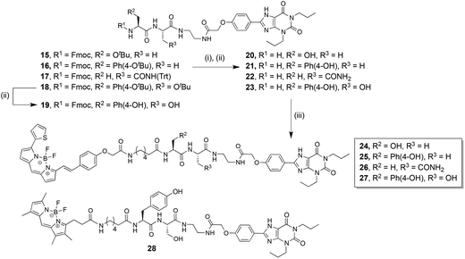 Synthesis of fluorescent dipeptide-XAC conjugates. (i) Diethylamine, CH2Cl2, quantitative. (ii) Trifluoroacetic acid, CH2Cl2, quantitative. (iii) BODIPY 630/650-X-SE, N,N-diisopropylethylamine, DMF; 20 gave 24 (40% after RP-HPLC purification), 21 gave 25 (28% after RP-HPLC purification), 22 gave 26 (52% after RP-HPLC purification), 23 gave 27 (25% after RP-HPLC purification). Or BODIPY-FL-X-SE, N,N-diisopropylethylamine, DMF; 23 gave 28 (25% after RP-HPLC purification).