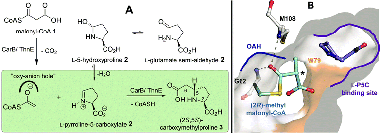 Engineering carboxymethylproline synthases to accept malonyl-CoA 1 analogues with bulky side chains. (A) CarB and ThnE catalysed synthesis of (2S,5S)-carboxymethylproline 3;7,10 (B) A view from a CarB structure2 with (2R)-methylmalonyl-CoA 4 and l-pyrroline-5-carboxylate 2 (l-P5C) modeled in the active site. The Trp79 residue, the surface of which is shown in orange, is part of a hydrophobic face in the active site; substitution of Trp79 for Phe- or Ala-residues increases the capacity of CarB to accommodate bulkier substituents at the malonyl-CoA C-2 position (asterisked).