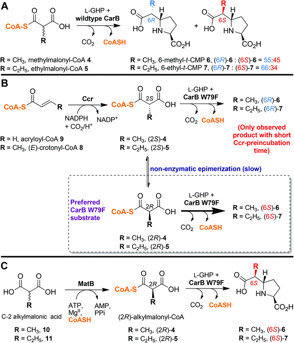 Coupling carboxymethylproline synthases with alkylmalonyl-CoA forming enzymes. (A) CarB catalyses formation of a ∼1 : 1 mixture of C-6 epimers of 6/7 on incubation with C-2 epimeric 4/5; (B) Coupling of crotonyl-CoA carboxylase reductase (Ccr)-catalysed formation of (2S)-4/518,19 with CMPS to give (6R)-6 or -7.17 Note that (6S)-6 or -7 are only observed when the Ccr incubation time is sufficiently long prior to CMPS addition; (C) Coupling of malonyl-CoA synthetase (MatB)-catalysed formation of (2R)-alkylmalonyl-CoA20 with CarB W79F for formation of (6S)-6 or -7.