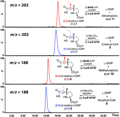 Stereoselective alkylation of l-GHP 2 employing enzyme pairs. The ion extracted LC-MS chromatograms (positive ionization mode) display the selectivities of Ccr/CarB W79F and MatB/CarB W79F for the (6R)-6/7 or (6S)-6/7 products, respectively.