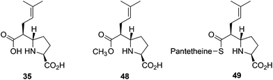 Products from the incubation of C-2 isoprenylmalonic acid (20) with MatB/CarB W79A using pantetheine as a replacement for coenzyme A.