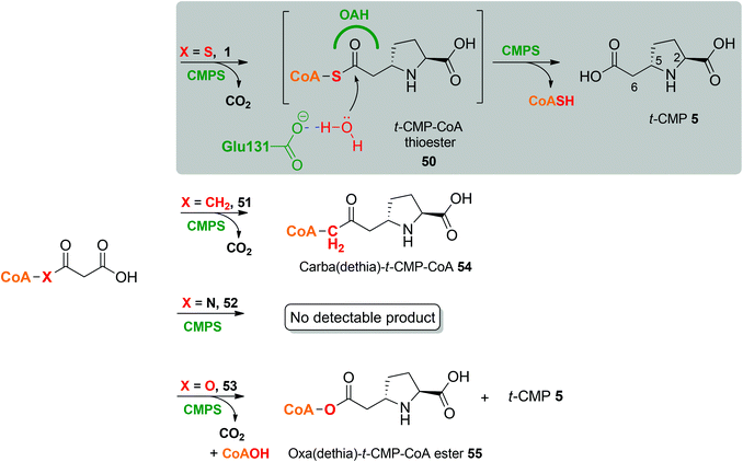 Malonyl-CoA analogues as CMPS substrates.