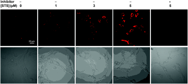 CLSM images of MCF-7 live cell treated with different amounts of staurosporine and 3 μM Ac-DEVD-PyTPE as well as fluorescence imaging of apoptotic MCF-7 cells treated with both Ac-DEVD-PyTPE (3 μM, 1% DMSO) and MPS inhibitor (10 μM). All images were acquired in the same way. In all experiments, the probe was incubated with cells for 2 h, and STS or inhibitor was incubated with cells for 2 h before cell imaging.