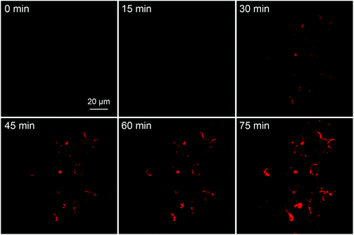 Real-time fluorescence images showing the MCF-7 cell apoptotic process with Ac-DEVD-PyTPE (3 μM) at room temperature. STS (3 μM) was used to induce cell apoptosis. The images were acquired with CLSM under excitations at 405 nm using optical filters with band passes of 575–635 nm. All images have the same scale bar of 20 μm.