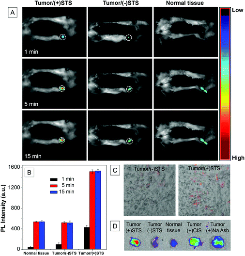 (A) In vivo fluorescence images of subcutaneous C6 tumor-bearing mice after intratumoral injection of Ac-DEVD-PyTPE with or without pretreatment of staurosporine (STS) for 12 h before the probe injection using normal mice as control. (B) Quantitative image analysis of the probe-treated tissues at different times. (C) Fluorescence images of excised tissues with or without apoptosis after Ac-DEVD-PyTPE treatment. (D) Ex vivo screening of apoptosis inducers of STS, CIS and Na Asb.