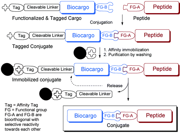 Overview of conjugation and conjugate work-up strategy of SELPEPCON.
